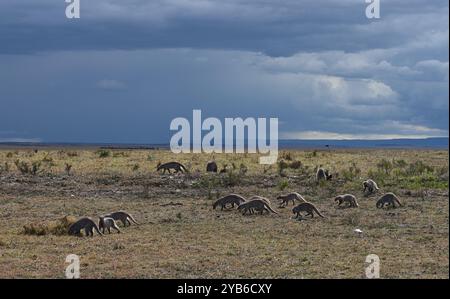 Una mandria di manguette selvatiche africane si muove attraverso la savana in cerca di cibo sullo sfondo di un cielo tempestoso blu. Kenya, Africa Foto Stock