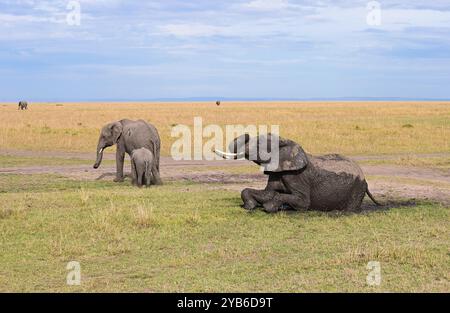 Un grande elefante maschio si tuffa in una fangosa pozzanghera cercando di sfuggire al caldo. Branco di elefanti selvatici in un ambiente naturale. Kenya, Africa Foto Stock