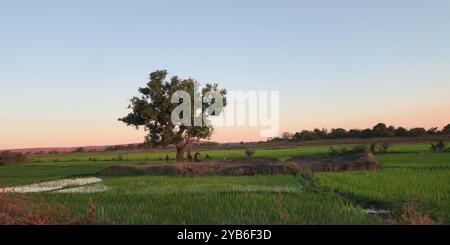 Gruppo di persone malgasce che raccolgono l'albero di carruba nel mezzo delle risaie nel tardo pomeriggio a Morondava, Madagascar, per la vendita in strada Foto Stock
