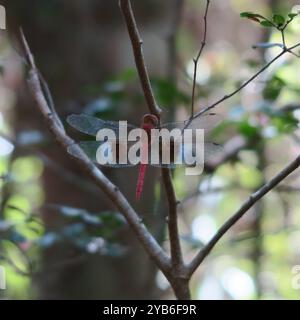 Una libellula rossa traslucida seduta su un ramo nella foresta del parco nazionale, oltre il Tsingy de Bemaraha in Madagascar Foto Stock