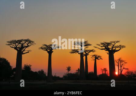 Splendida vista del tramonto che si affaccia su un viale di alberi di Baobab in Madagascar (Morondava). Foto Stock