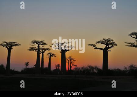 Splendida vista del tramonto che si affaccia su un viale di alberi di Baobab in Madagascar (Morondava). Foto Stock
