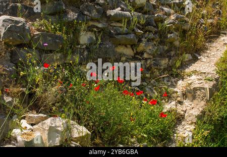 Papaveri che crescono accanto alle rovine delle mura fortificate della Cittadella del XIII secolo all'interno del Castello di Berat, Albania meridionale. Patrimonio dell'umanità dell'UNESCO Foto Stock