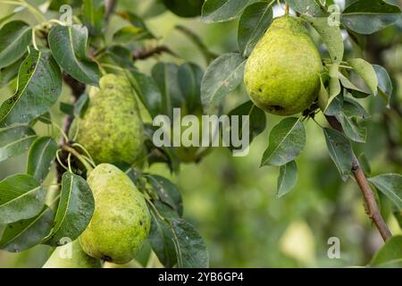 Pere verdi mature appese su un ramo d'albero con foglie lussureggianti in un giardino di frutta in una giornata di sole. Concetto di raccolta della frutta fresca e nutrizione sana Foto Stock
