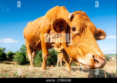 Primo piano di una mucca marrone da un'angolazione bassa, testa vicina alla fotocamera Foto Stock