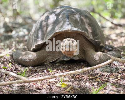 Giovane tartaruga gigante delle Galapagos, attualmente ancora una specie in via di estinzione Foto Stock