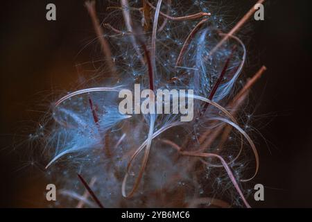 Primo piano astratto di delicate fibre vegetali che si illuminano di luce blu tenue con sottili steli rossi, creando un effetto mistico su uno sfondo scuro Foto Stock