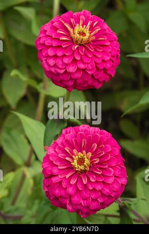 Vista ravvicinata del rosa viola isolato con fiori zinnia elegans gialli che fioriscono all'aperto in giardino Foto Stock