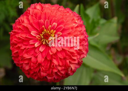 Vista ravvicinata del rosso arancio isolato con fiore giallo zinnia elegans fiorito all'aperto in giardino Foto Stock