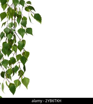 Ramo di betulla con giovani foglie verdi e boccioli di betulla isolati su sfondo bianco come cornice. Foto Stock