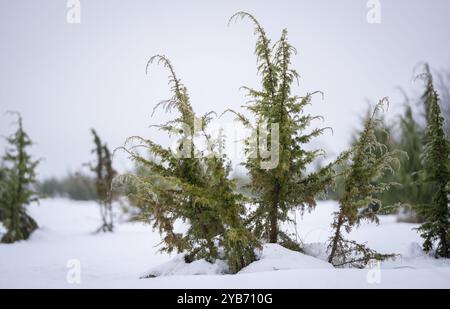 Ginepri ricoperti di gelo (Juniperus communis) su sfondo sfocato. Inverno. Clima invernale. Messa a fuoco morbida. Foto Stock