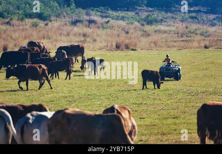 ragazzo su un quad che maneggia il bestiame sul pascolo Foto Stock