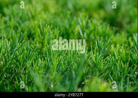 Densi gruppi di piante verdi e vivaci che ricoprono il terreno stanno fiorendo sotto il caldo sole del giardino, mostrando la loro crescita sana e lussureggiante. Foto Stock