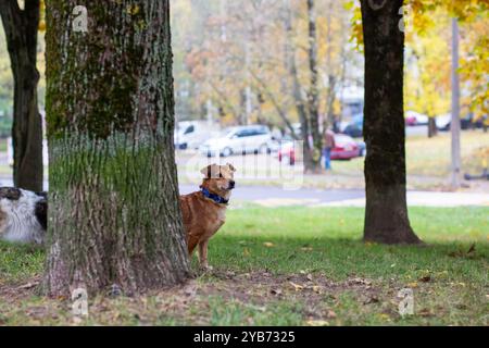 Un cane giocoso sbircia curiosamente da dietro un albero alto in un parco vivace, osservando i suoi dintorni con grande interesse Foto Stock