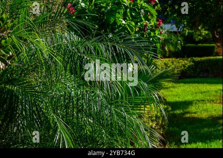 Fronde di palme verdi e piante fiorite si armonizzano sotto il sole, creando un'atmosfera serena e invitante in un giardino lussureggiante. Foto Stock