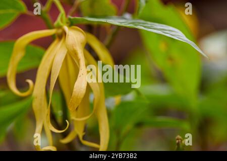 Vista ravvicinata del fiore giallo Ylang-ylang che fiorisce sul ramo dell'albero Foto Stock