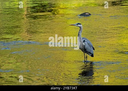 Heron grigio in fondali bassi (wader a gambe lunghe, becco appuntito, cacciatore predatore pesca, caccia in attesa di preda) - Yorkshire Dales, Inghilterra, Regno Unito. Foto Stock