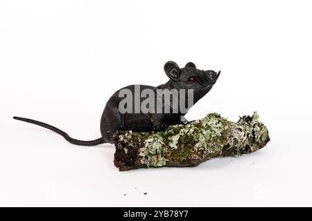 Piccolo ratto nero di plastica con lunga coda su un pezzo di legno ammuffito su uno sfondo bianco con spazio di copia Foto Stock