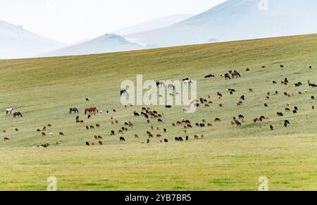 Vista panoramica multidimensionale di un pascolo ad alta quota con un gran numero di animali da fattoria. Foto Stock