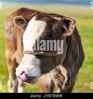 Primo piano della testa di un vitello con la lingua sporgente. Muso carino, occhi espressivi con ciglia lunghe, una macchia bianca dalla fronte al naso. Foto Stock