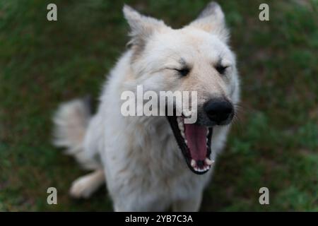Un cane mercantile bianco con un naso nero si siede sull'erba e sbadiglia molto, gli occhi chiusi e le orecchie piegate, al crepuscolo serale. Foto Stock