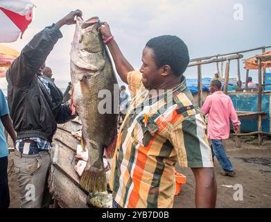 I pescatori pesano il pesce persico del Nilo nella città di pescatori di Kasensero sul lago Victoria - Uganda Foto Stock