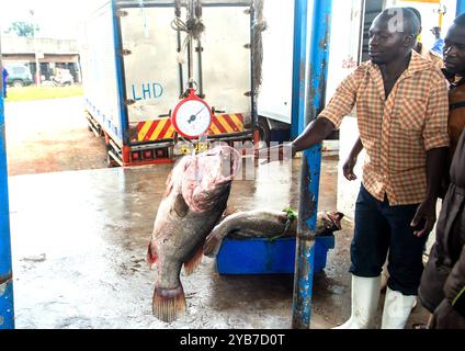 I pescatori pesano il pesce persico del Nilo nella città di pescatori di Kasensero sul lago Victoria - Uganda Foto Stock