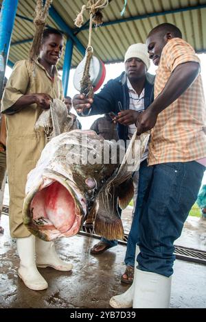 I pescatori pesano il pesce persico del Nilo nella città di pescatori di Kasensero sul lago Victoria - Uganda Foto Stock