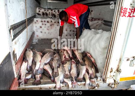 Un pescatore carica pesce persico del Nilo in un camion nella cittadina di pescatori di Kasensero sulle rive del lago Victoria - Uganda Foto Stock