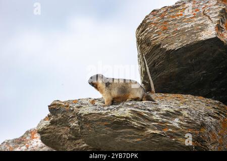 Marmota camtschatica o marmotta con il tetto nero si trova su una roccia. Russia Foto Stock