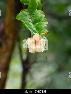 Primo piano di un fiore giamaicano del tramonto immerso nella pioggia solitaria che cresce su un albero nel giardino di Mangalore a Karnataka, in India. Chiamata anche Allamanda Catharti Foto Stock