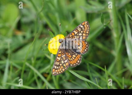 Marsh Fritillary Nctaring on Buttercup - Euphydryas aurinia Foto Stock