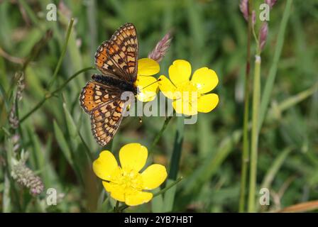 Marsh Fritillary Nctaring on Buttercup - Euphydryas aurinia Foto Stock