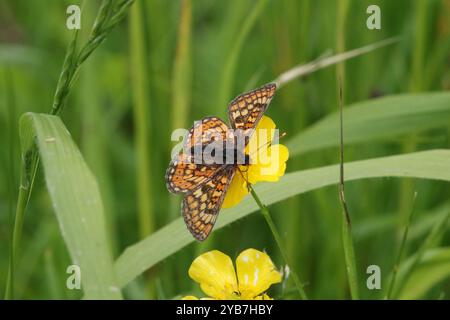 Marsh Fritillary Nctaring on Buttercup - Euphydryas aurinia Foto Stock