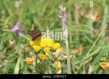 Lulworth Skipper maschio che nidifica su fiore giallo - Thymelicus acteon Foto Stock