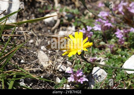 Lulworth Skipper femmina - Thymelicus acteon Foto Stock