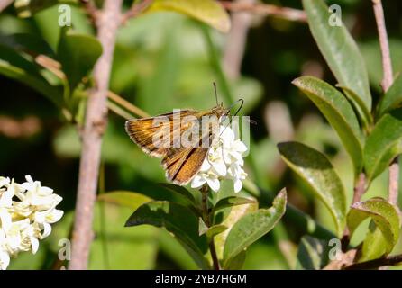 Lulworth Skipper femmina - Thymelicus acteon Foto Stock