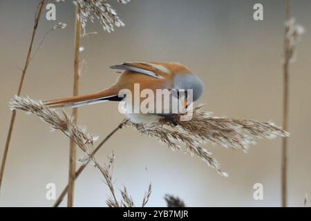 Canne barbute in inverno Foto Stock