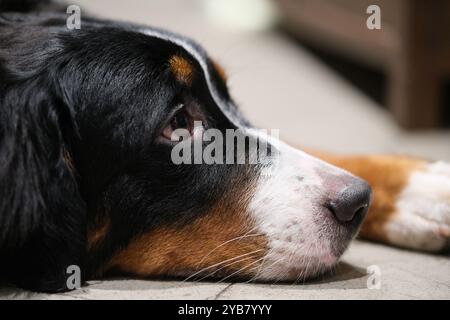 Profilo della faccia laterale del cane da montagna Bernese primo piano. sdraiati a terra Foto Stock