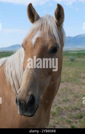 faccia di cavallo da vicino. Capo di bestiame Foto Stock