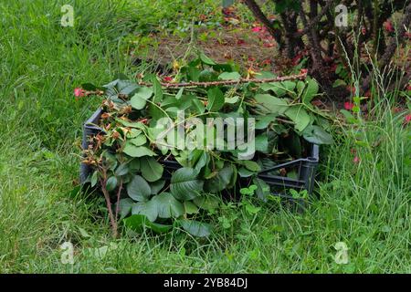 Mucchio di rami tagliati. Potare cespugli di rose nel giardino di campagna. Giardinaggio. Foto Stock