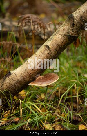 Biurch Bracket Fungus: Piptoporus betulinus. Surrey, Regno Unito. Mostra l'allineamento orizzontale del fungo sul ramo inclinato. Foto Stock