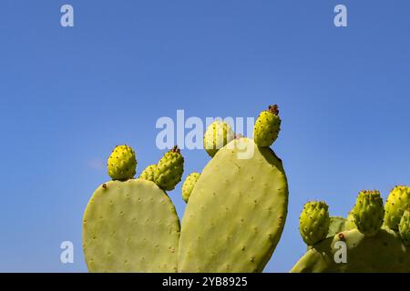 Cactus di fichi d'India o frutto di cactus di Opuntia isolato contro un cielo blu profondo Foto Stock