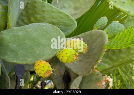 Vista ravvicinata di un cactus di fico d'India o di un frutto di cactus di Opuntia Foto Stock