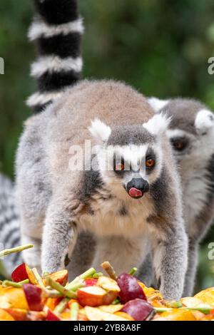 Un lembo affamato dalla coda ad anello che si sporge la lingua mentre guarda e mangia frutta al Monkeyland Sanctuary nella baia di Plettenberg, in Sudafrica Foto Stock
