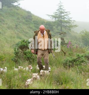 Uomo che caccia un branco di cani Sealyham terrier Foto Stock