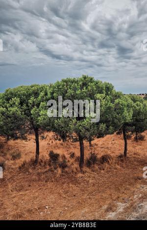 Una scena drammatica con tre pini in piedi contro un cielo nuvoloso. Il fogliame verde contrasta con l'erba secca arancio-bruna Foto Stock