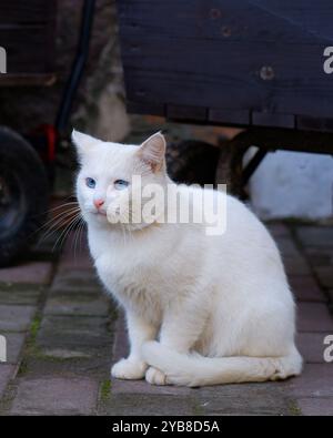 Un gatto soffice bianco si siede sulla strada e guarda la telecamera. Il gatto ha gli occhi blu. Foto Stock