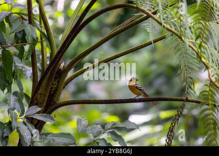 Femmina di oriole di Baltimora (Icterus galbula) appollaiata in una felce. Svernare in Costa Rica. Foto Stock