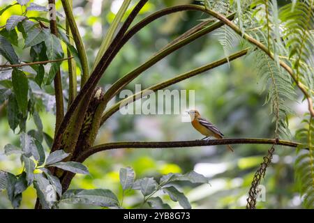 Femmina di oriole di Baltimora (Icterus galbula) appollaiata in una felce. Svernare in Costa Rica. Foto Stock